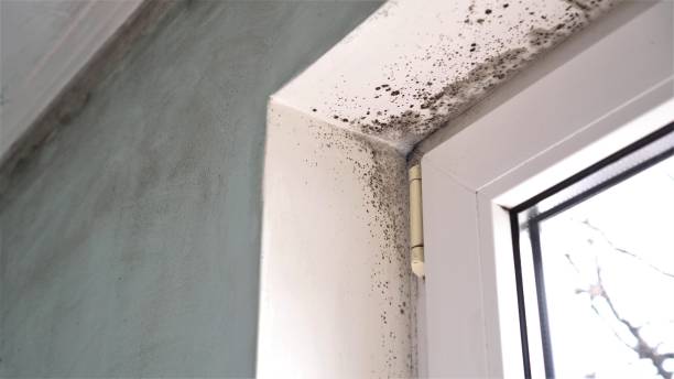 Best Local Mold Removal Service  in Sutton, NE