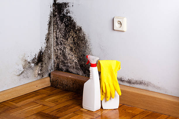 Best Mold Removal Process  in Sutton, NE
