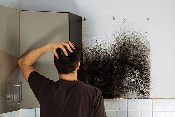 Professional Mold Removal in Sutton, NE
